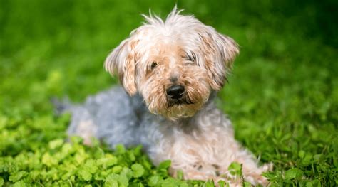 Yorkie Poodle Mix Yorkipoo Facts Traits And More Love Your Dog