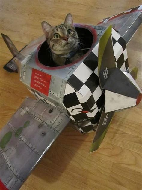 Airplane Cat Blank Meme Template In 2020 Cats Magic Cat Animals