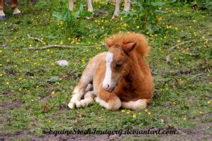 miniature horse foal   equinestockimagery  deviantart