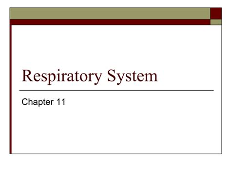 Respiratory System Napa Valley College