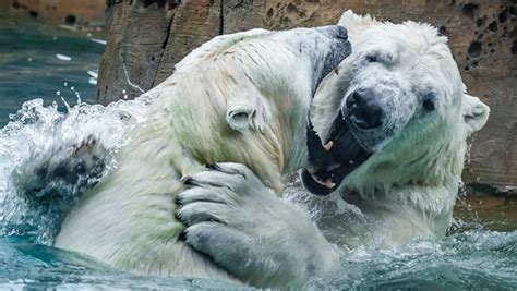 Polar Bear Hug Henry Vilas Zoo Madison Wi Dgangle Flickr