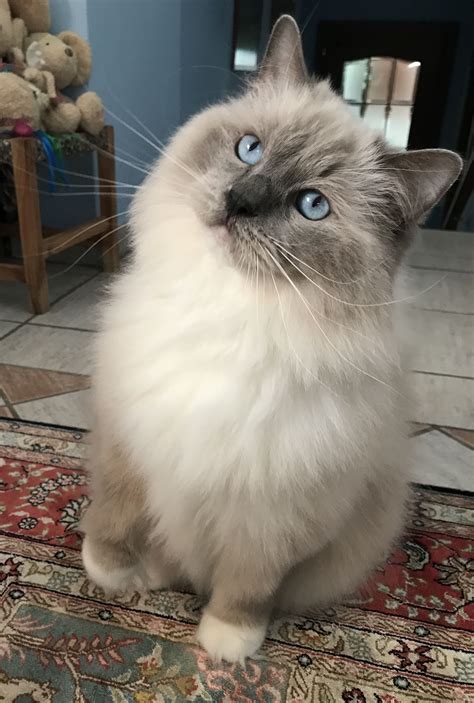 Decoding The Distinction Blue Point Vs Blue Mitted Ragdoll
