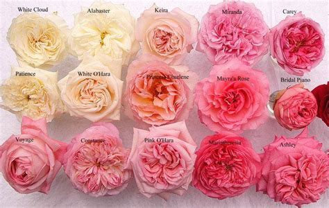 Different Pink And White Garden Roses Taken In The Same Picture So That