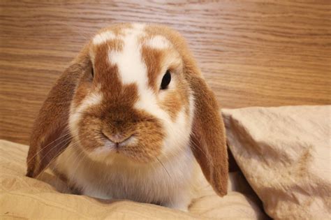 Lop Eared Rabbits Lop Eared Rabbits Photo 38483693 Fanpop