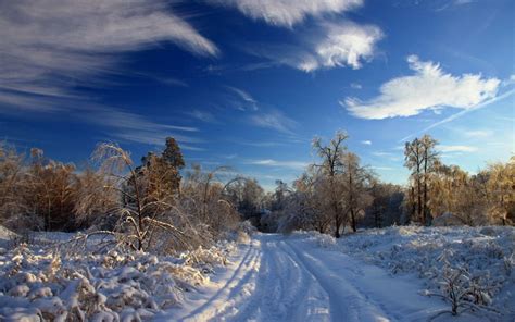 Winter Snow Road Traces Bushes Trees Snowdrifts Clouds Sky