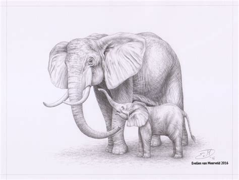 Mom And Baby Elephant Drawing At