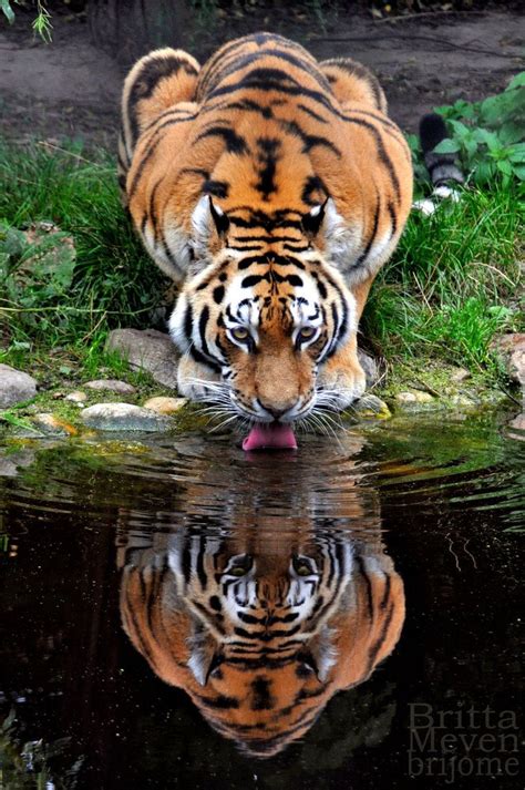~~mirroring ~ Tiger Lapping It Up By Brijome~~ Animals