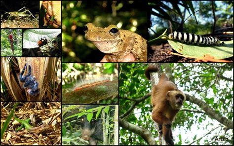 Guía Vice De Supervivencia Ante Ataques De Anaconda En El Amazonas Vice