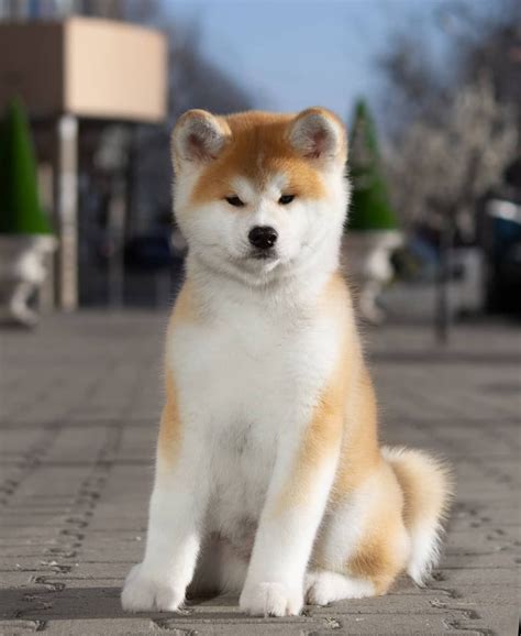 12 Of The Cutest Japanese Akita Puppy Pics Ever Artofit
