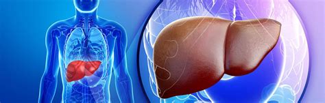 Understanding The Liver Patient Care