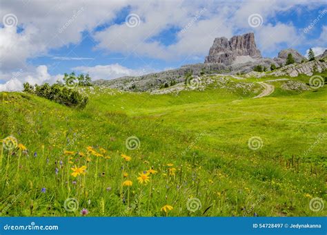Yellow Flowers Dolomites Mountains Italy Stock Image Image Of Alpine