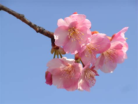 Fond Décran Rose Fleur De Cerisier Printemps Branche Flore