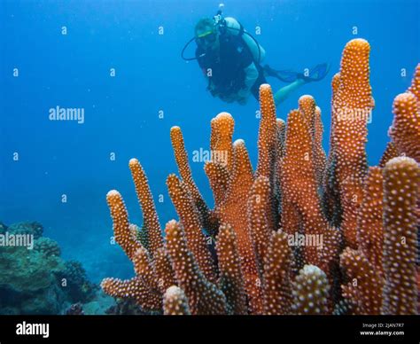 Scuba Diver With Coral At Anaa Atoll In The Clear Water Of The