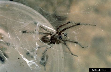 Funnel Web Spider Agelenopsis Spp Araneae Agelenidae 5364309