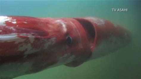 Giant squid caught on video in Japan - ABC7 San Francisco