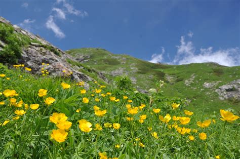 Yellow Flowers Alpine Plant 2 高山植物白馬岳 Taken At Mtshi Flickr