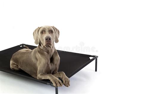 Weimaraner Dog With Elevated Dog Bed Stock Photo Image Of Domestic