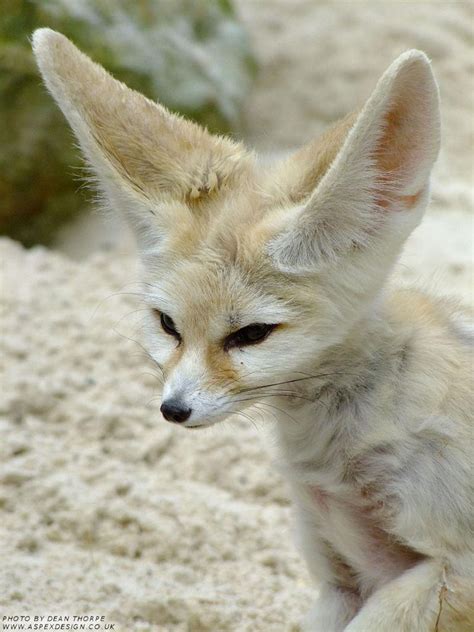 Fun Facts About Cute Animals Fennec Fox Explore