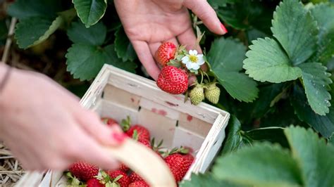 Erdbeeren Pflanzen Was Eignet Sich Besser Fr Hjahr Oder Herbst Wohnen