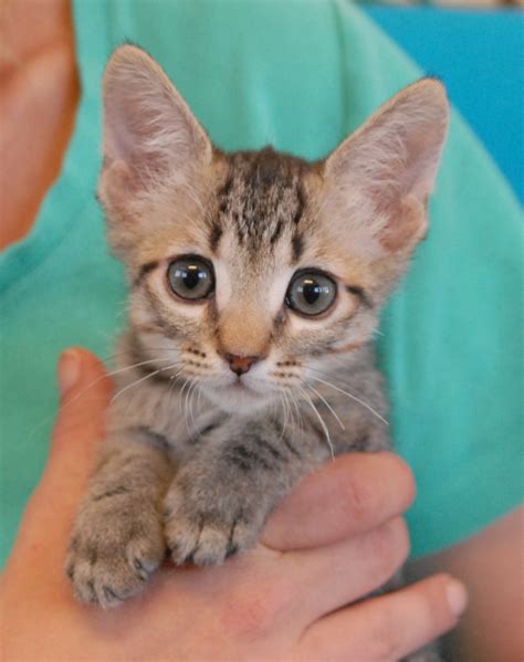 25 Rescued Kittens Debut For Adoption Today