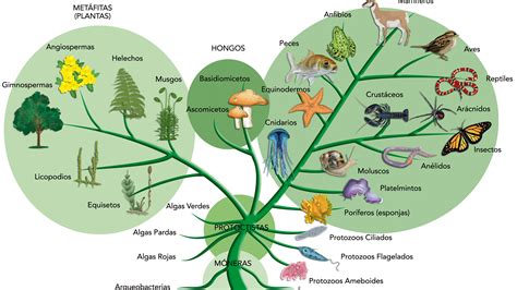 Phylogenetic Tree Of Life