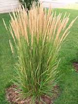 Images of Landscaping Grasses