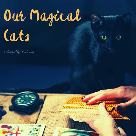 Magical Cats Ancient History Folklore And Cats As The Witchs Familiar