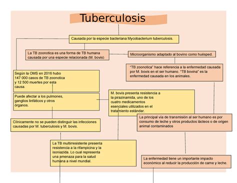 Infografia De Tuberculosis Esquemas Y Mapas Conceptuales De Porn Sex