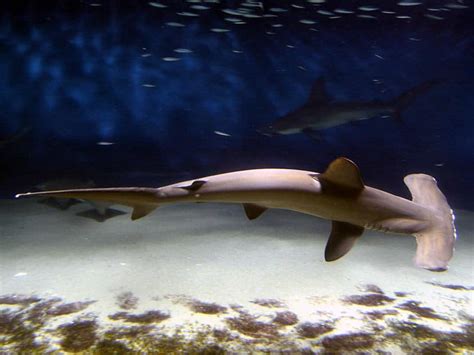 Hammerhead Shark Fish Facts Sphyrnidae Az Animals