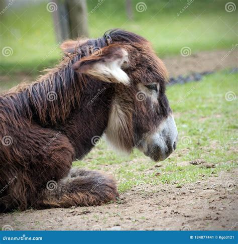 Portrait Of A Donkey On A Meadow Stock Image Image Of Mule Animal