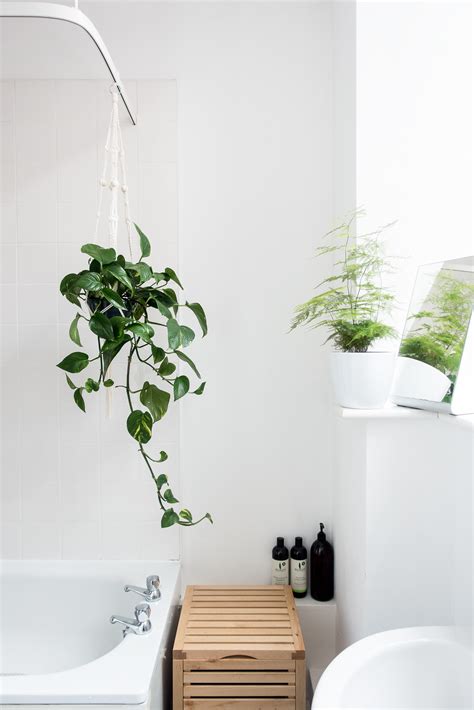 Shower Plants 5 Plants That Thrive In Your Bathroom — A Considered Life