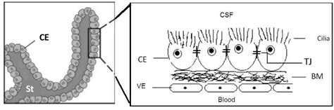 Schematic Representation Of The Choroid Plexus Download Scientific