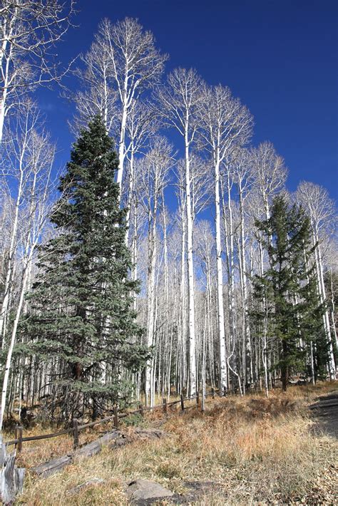 Aspen Trees Near Arizona Snowbowl Bill Morrow Flickr