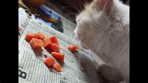 Kucing Makan Pepaya Kapan Lagi Ada Kucing Layak Gini YouTube