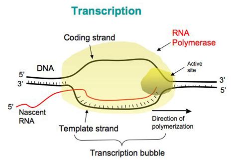 Stages Of Transcription RNA Polymerase Bút Chì Xanh