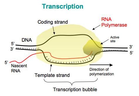 Transcription In Prokaryotes Online Biology Notes Free Download Nude Photo Gallery