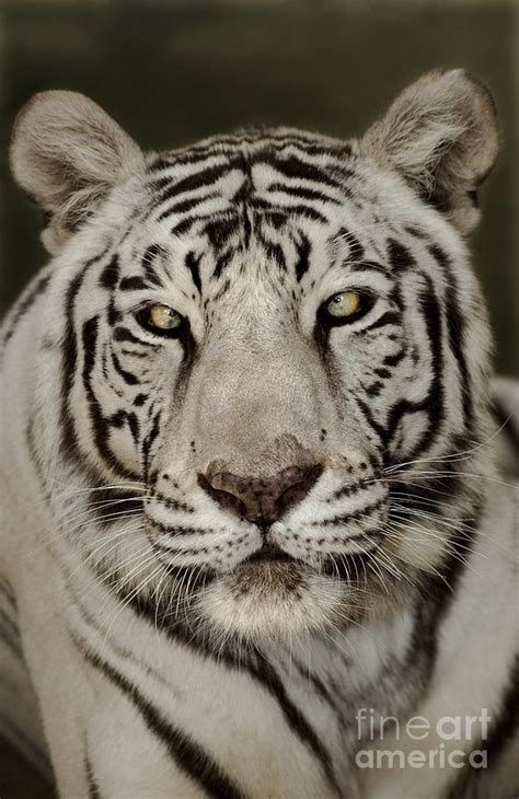 White Tiger Portrait Wildlife Rescue Photograph By Dave Welling Pixels