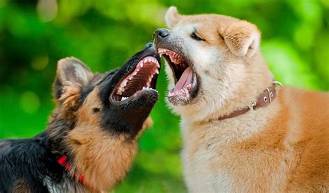 4 Safe Ways To Break Up A Dog Fight Top Dog Tips