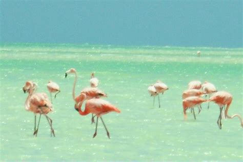 Beautiful Water And Beach Where The Flamingos Hang Out Picture Of