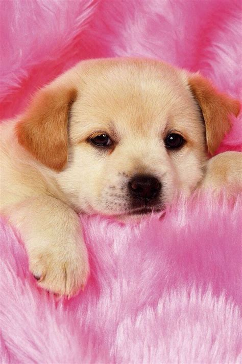 Download Cute Dog Wallpaper Hd Teahub Io By Iblanchard99 Cute Dog