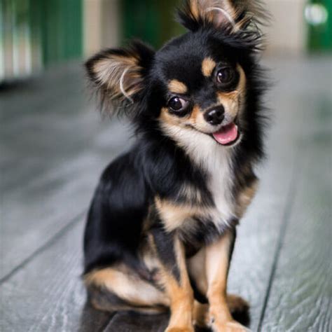 About The Breed Chihuahua Highland Canine Training Ph