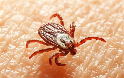 Blog Little Known Ways To Keep From Being Bitten By North Carolina Ticks