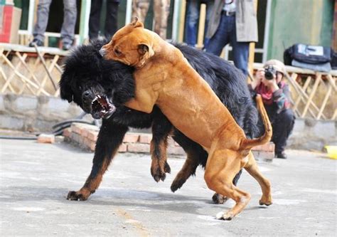 藏獒都怕它其貌不揚卻是世界上公認的最強之犬，戰鬥力爆表 每日頭條