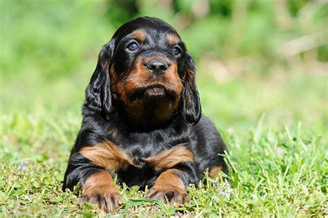 Gordon Setter Dog Breed History And Some Interesting Facts