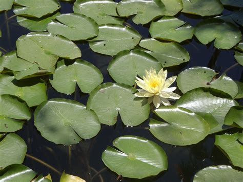 Lily Pads And Flowers In A Pon Free Photo Download Freeimages