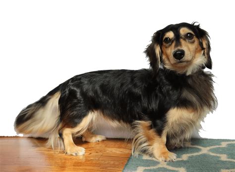 75 Long Haired Dachshund Miniature For Sale Pic Bleumoonproductions