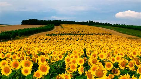 Sunflower Field Wallpaper 1920x1080 57053 Baltana