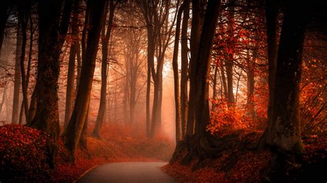 Autumn Forest Wallpapers Hd Wallpapers Id 19096