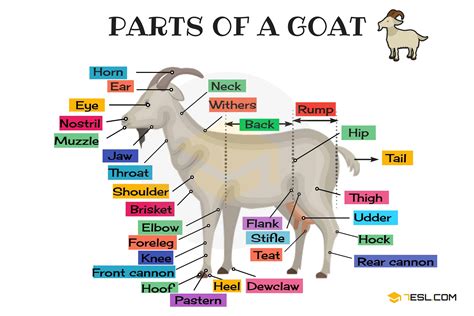 It is composed of many different types of cells that together create tissues and subsequently organ systems. Goat Anatomy: Parts Of A Goat In English With Pictures - 7ESL
