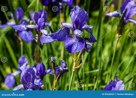 Beautiful Violet Irises Under The Sun Light Stock Image Image Of